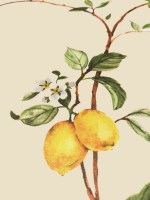 BLO58306 | Carte da parati botanica con limoni